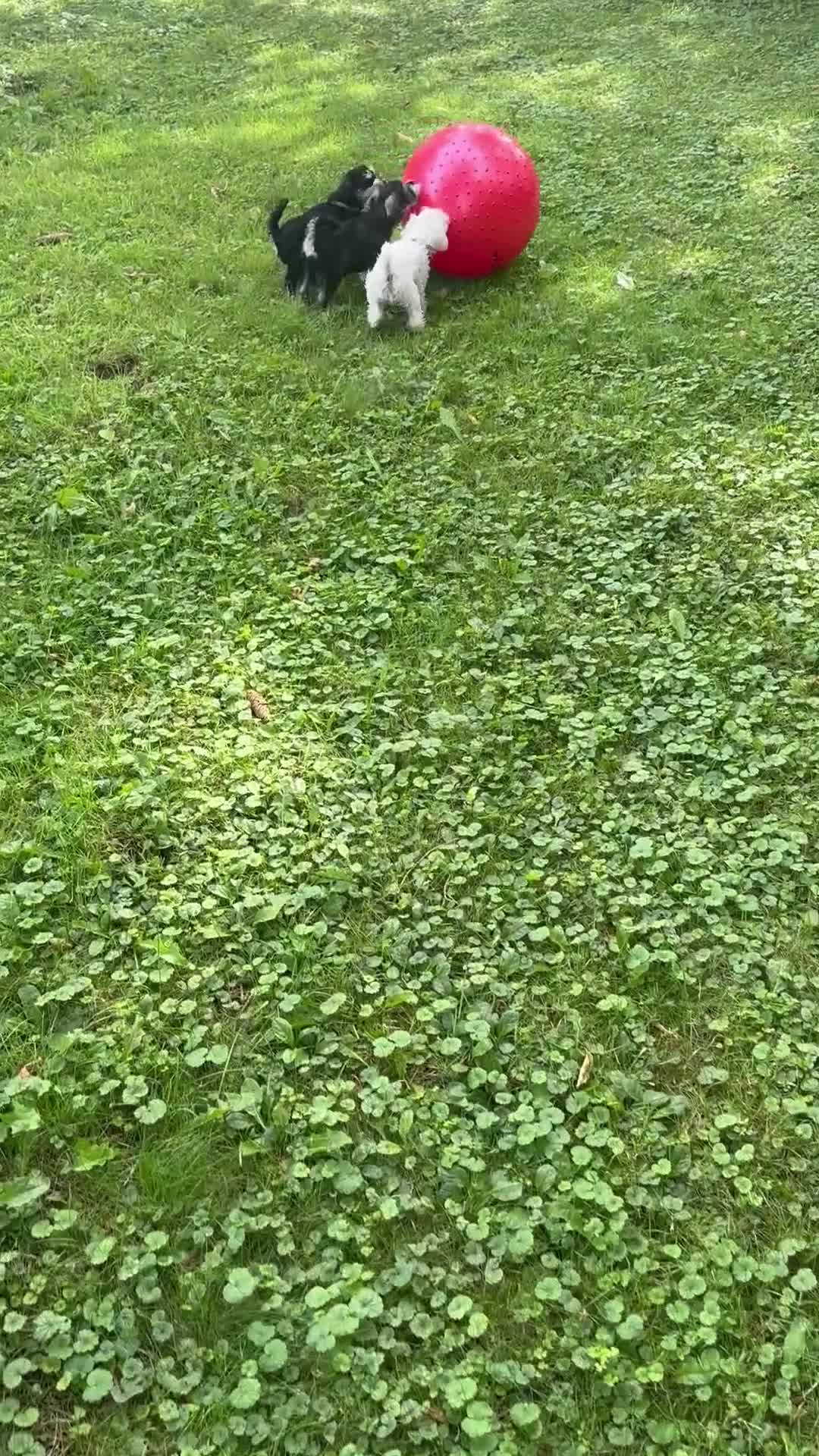 Miniature Schnauzer dogs for sale: Miniature Schnauzer 5 Gojo - Video 2