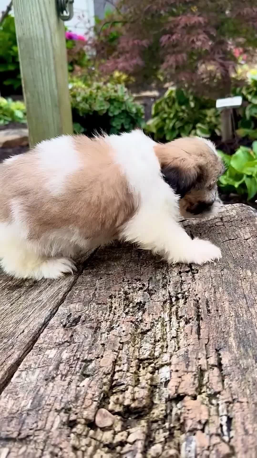 Shih Tzu dogs for sale: Girl Rosy 0823 - Video 1