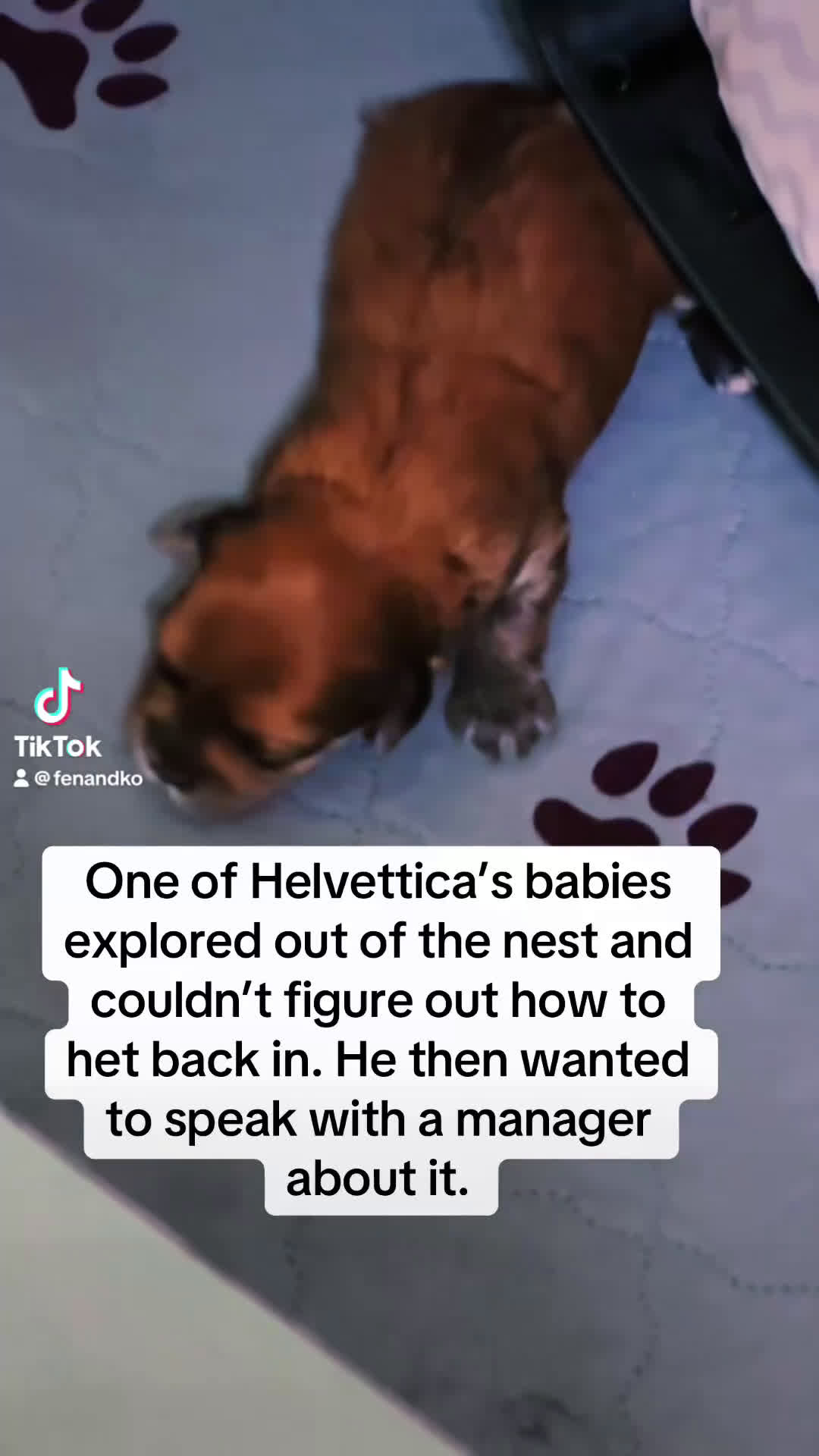 Morkie dogs for sale: Mochi - Video 1