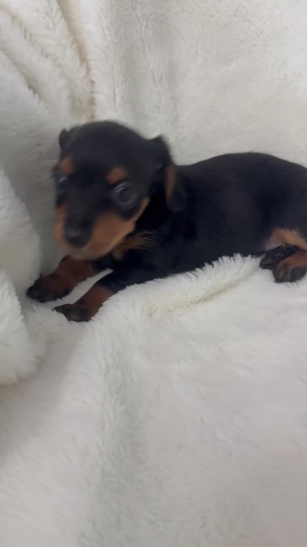 Dorkie dogs for sale: Sadie - Video 1