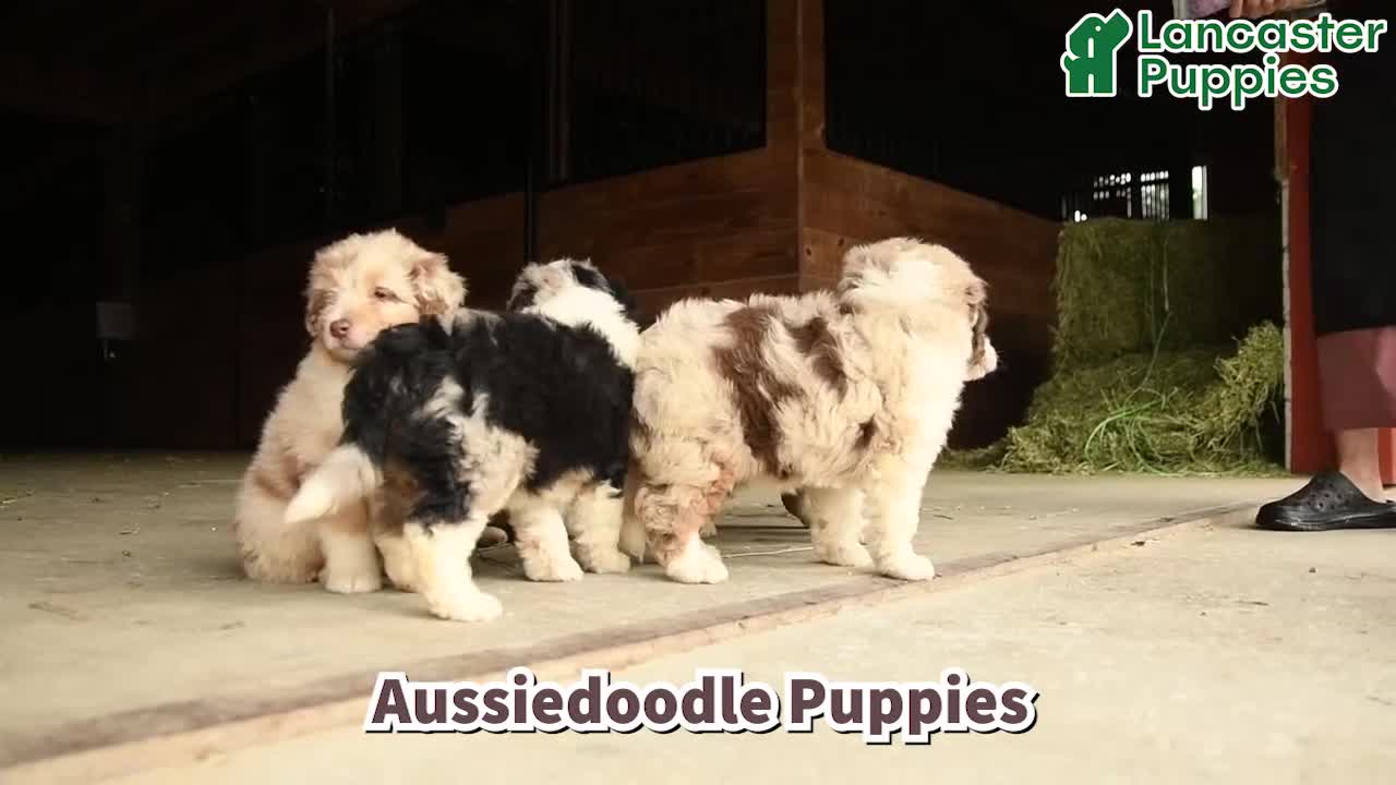 Aussiedoodle dogs for sale: Otto - Video 1