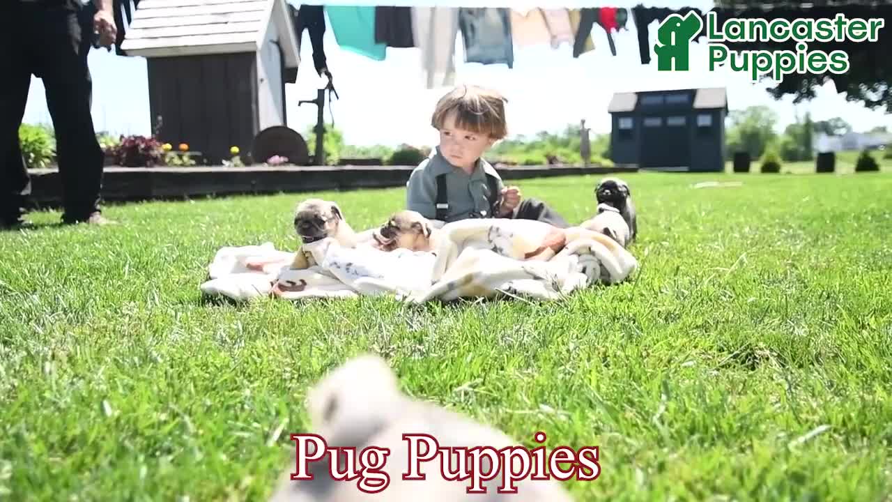 Pug dogs for sale: Lassie - Video 1