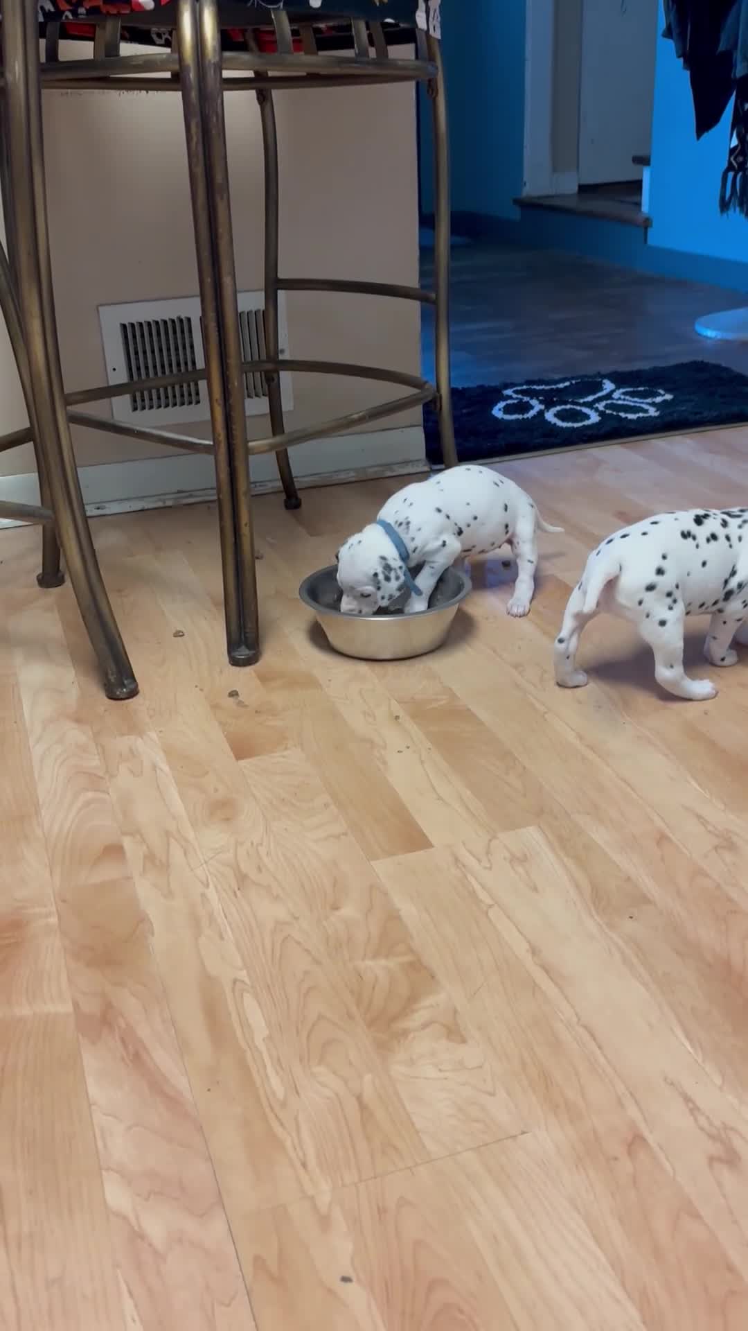 Dalmatian dogs for sale: Dalmatian 9 - Video 1