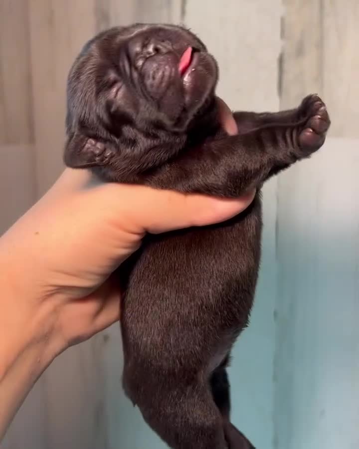 French Bulldog dogs for sale: Phantom's Mirage in the Mist "Casper" - Video 2