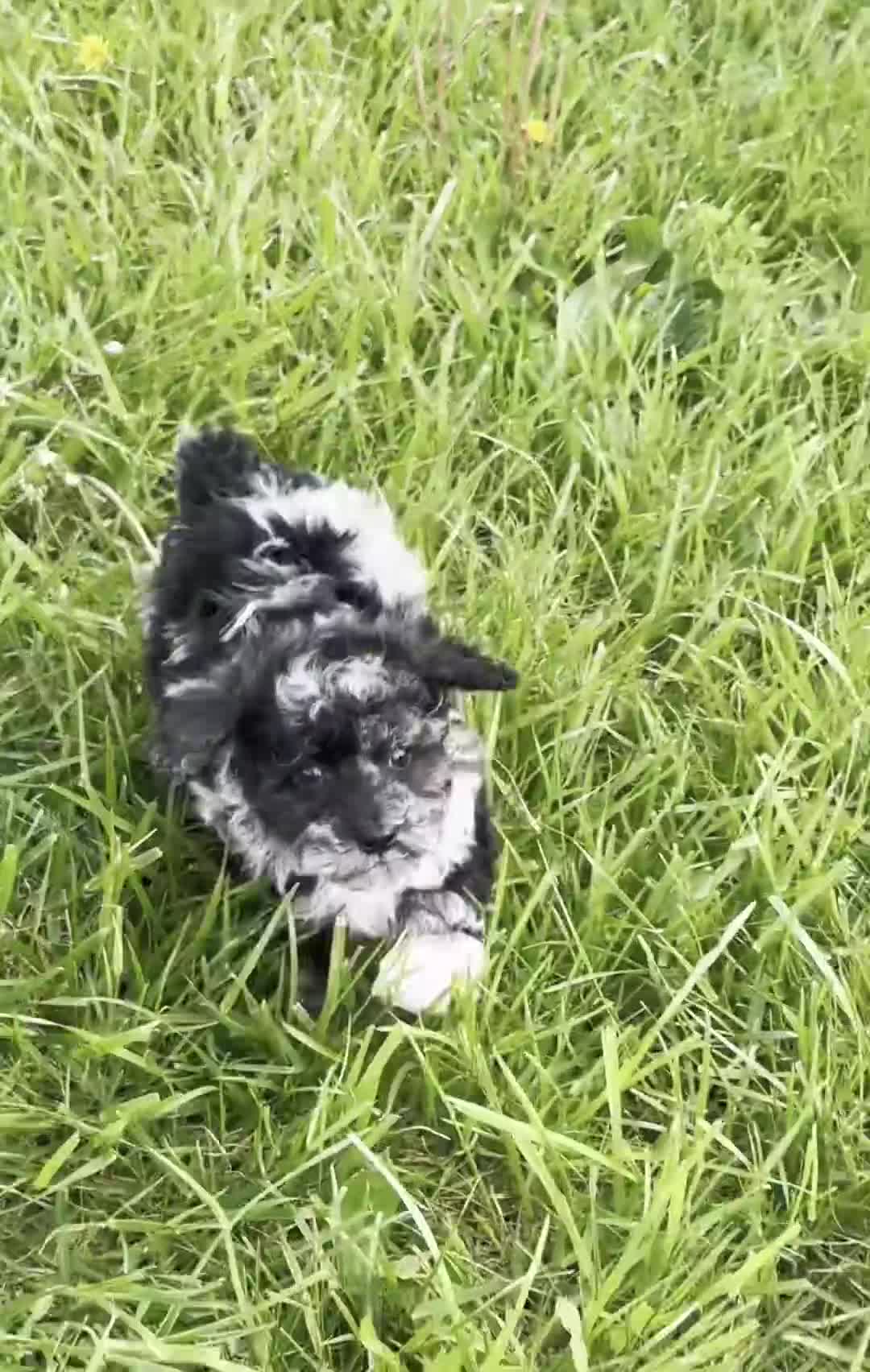 Toy Poodle dogs for sale: Disco AKC - Video 1