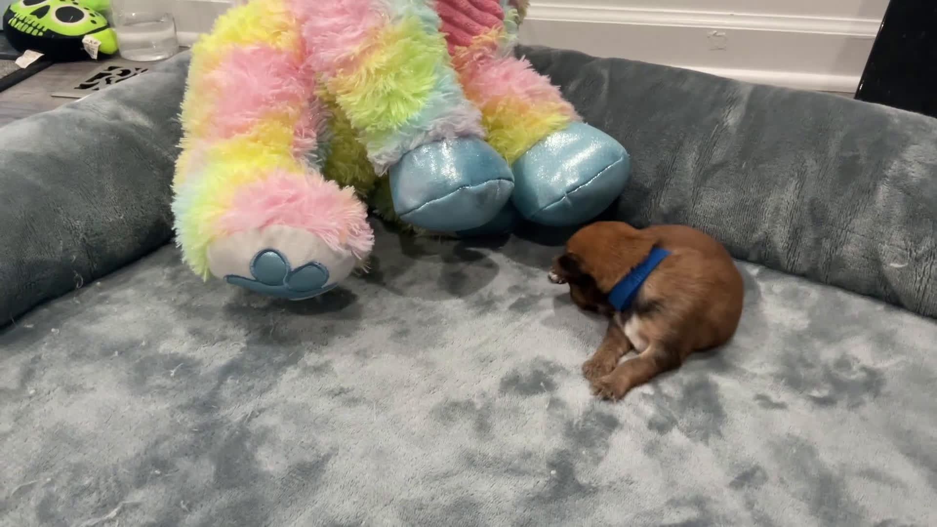 Shorkie dogs for sale: Mario - Video 1