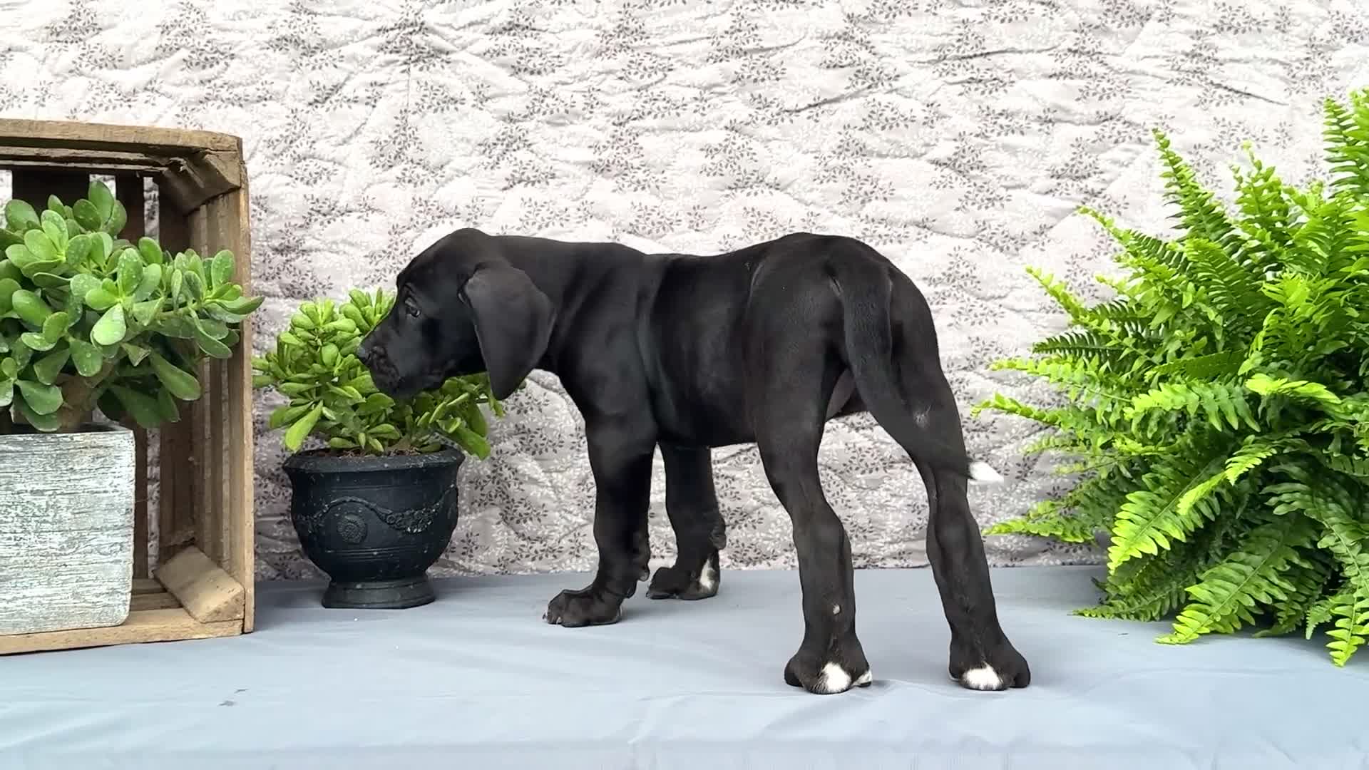 Great Dane dogs for sale: Kate - Video 1