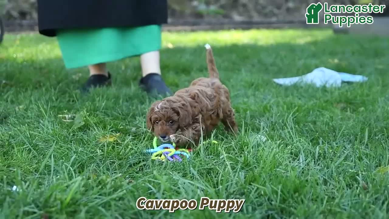 Cavapoo dogs for sale: Peanut  - Video 1