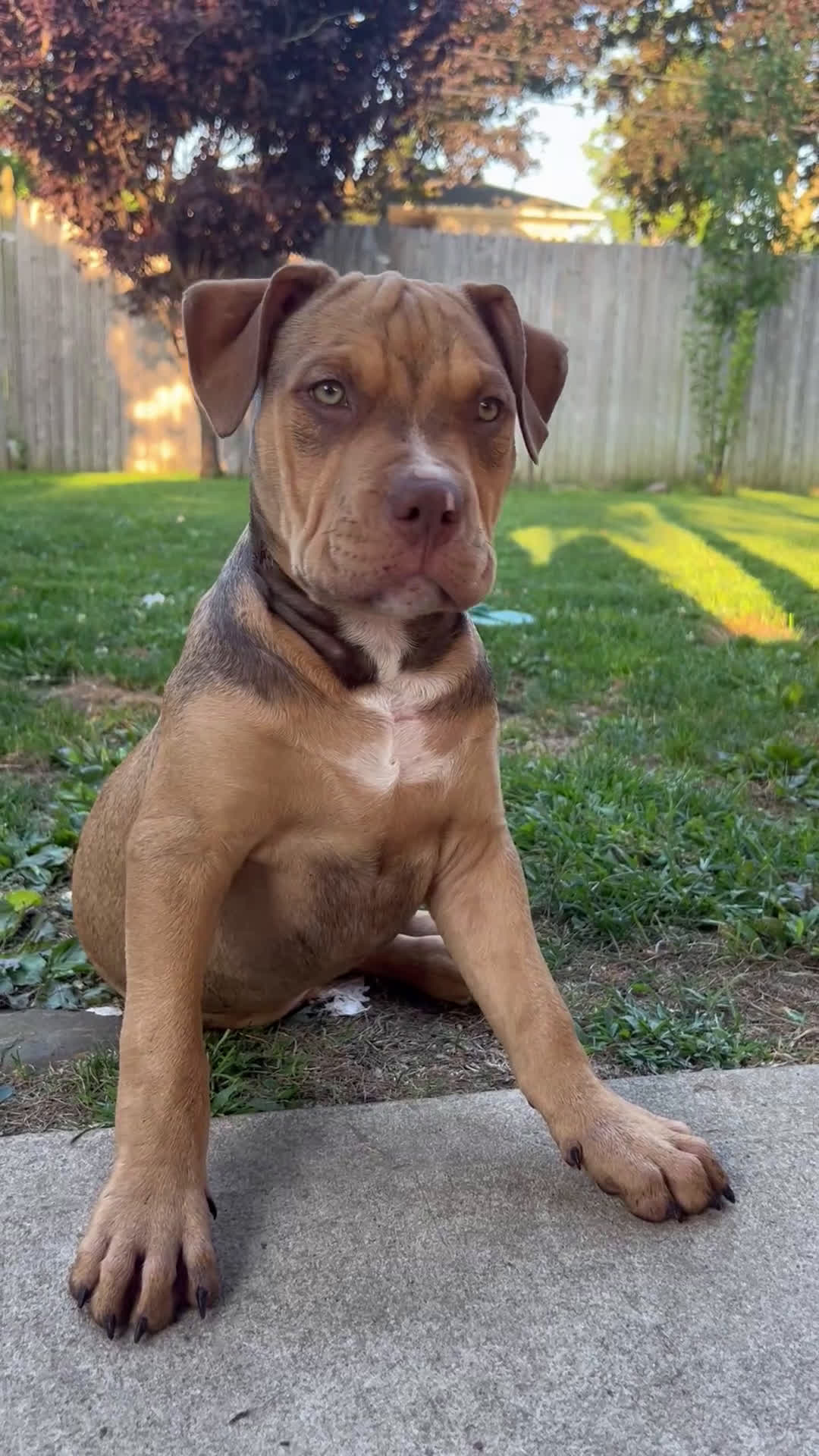 American Bully dogs for sale: American Bully Puppy 1 - Video 1