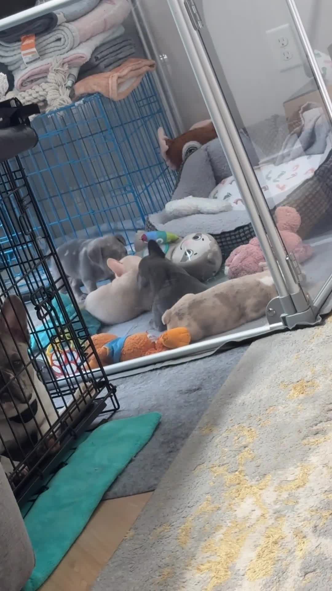 French Bulldog dogs for sale: French Bulldog 3 - Video 1
