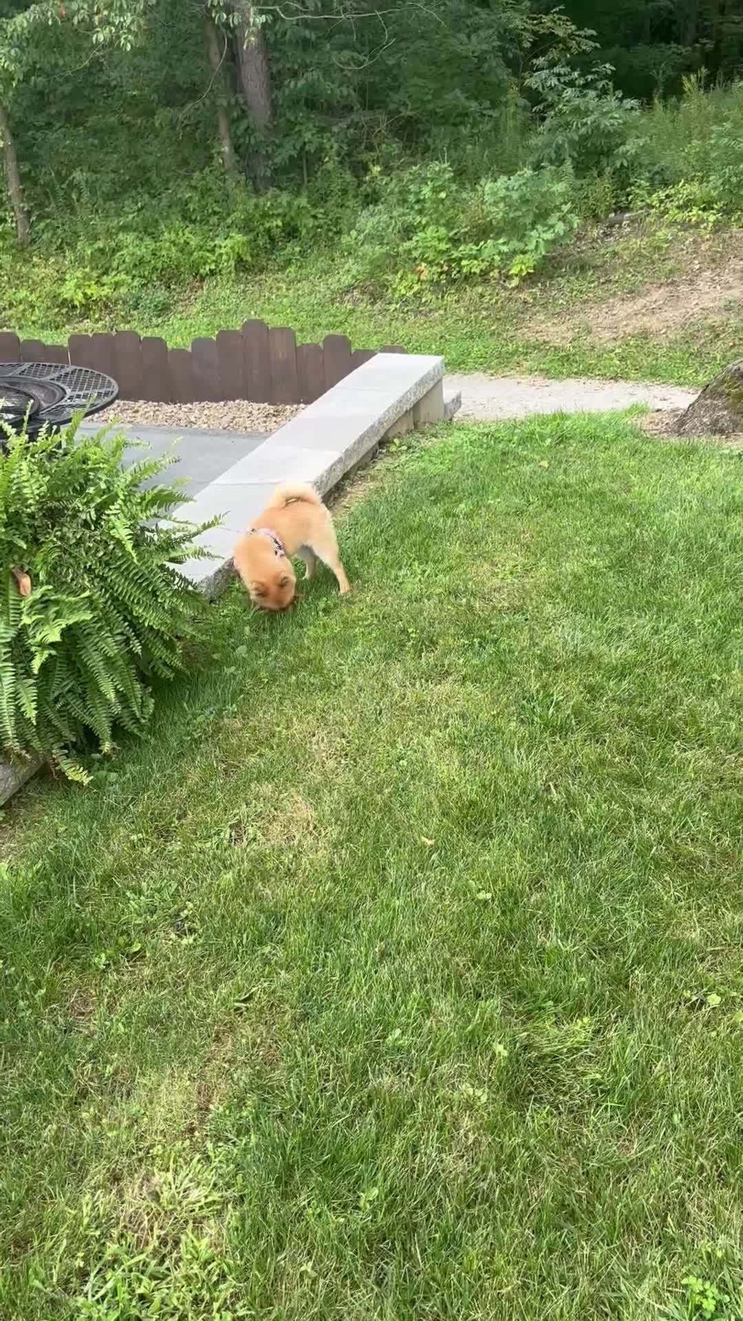 Pomeranian dogs for sale: Trixie - Video 1