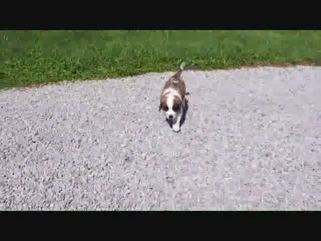 Saint Bernard dogs for sale: Mel  - Video 1