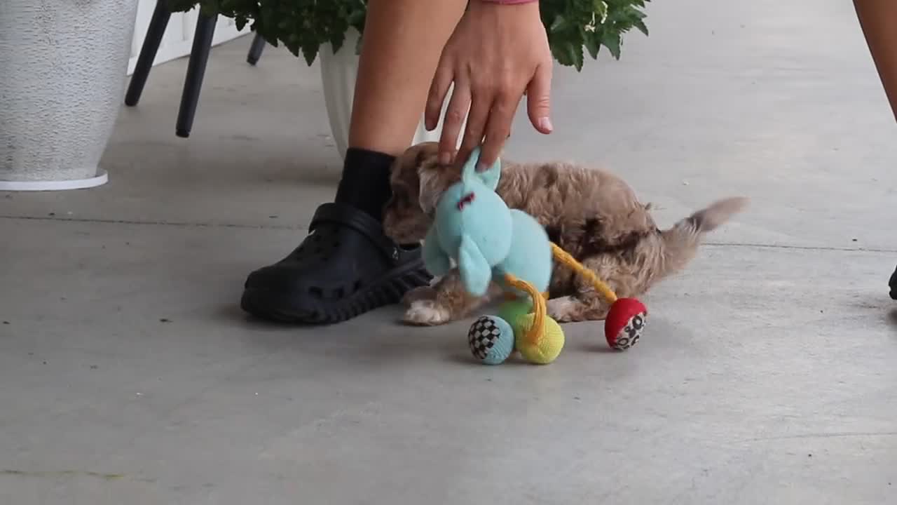 Havapoo dogs for sale: Cuddles  - Video 3