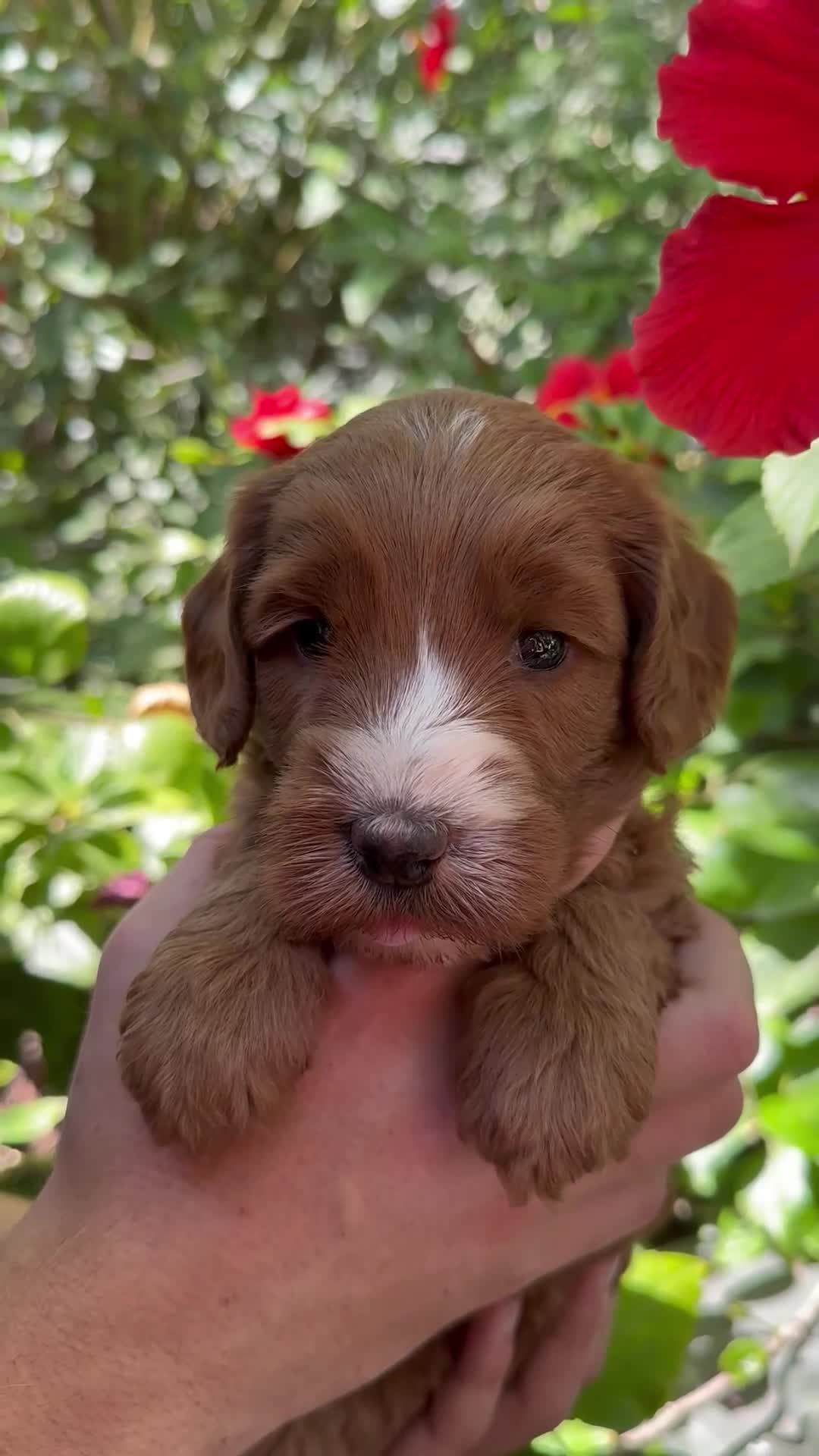 Australian Labradoodle dogs for sale: Darla - Video 1