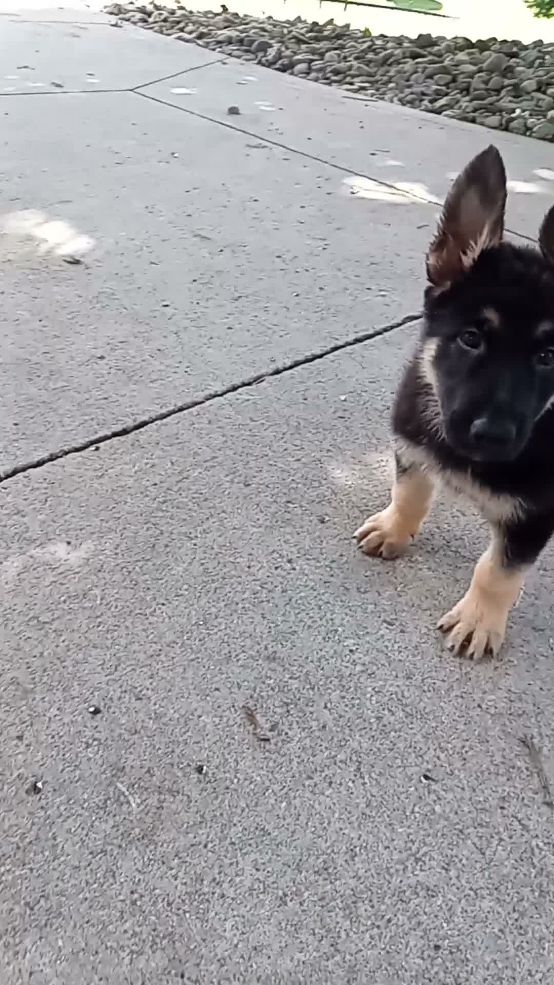 German Shepherd dogs for sale: Max - Video 1