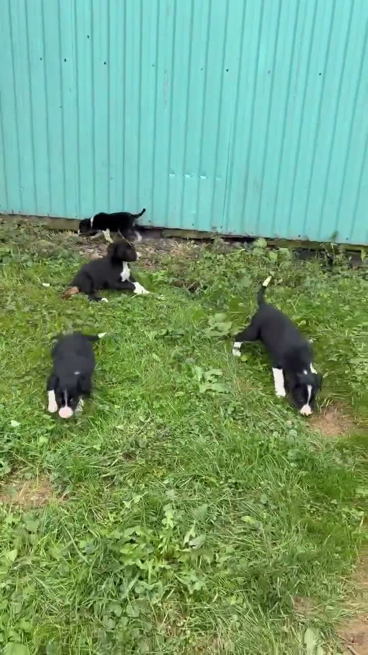 Border Collie dogs for sale: John Border Collie - Video 1