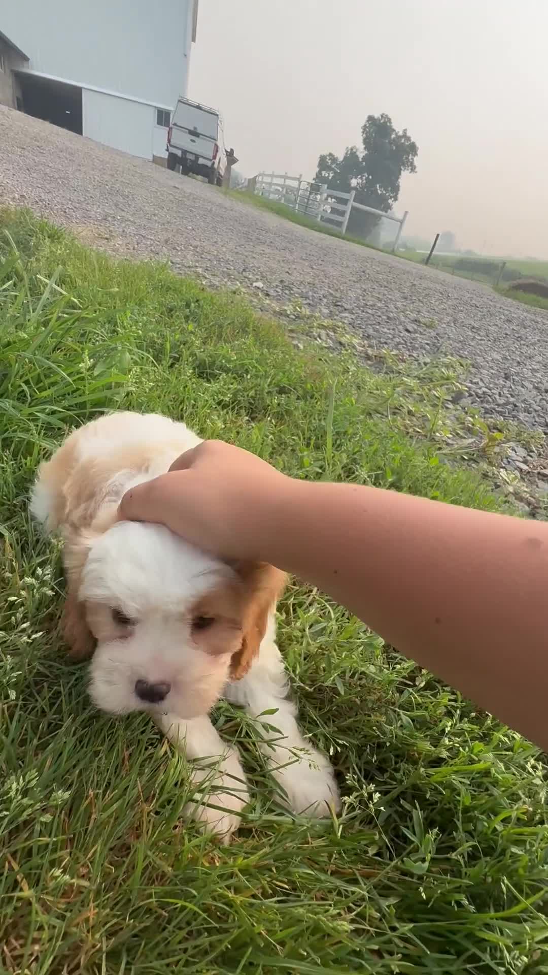 Cavapoo dogs for sale: Diego - Video 1