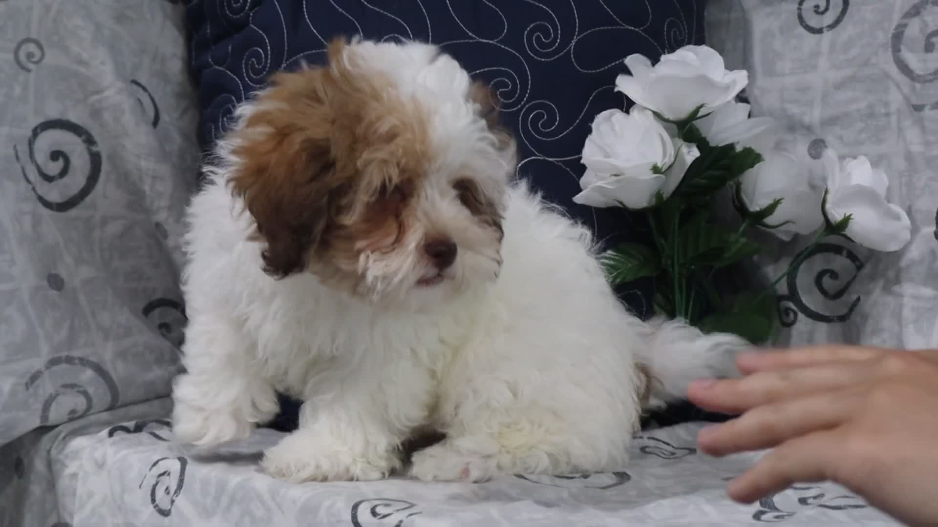 Shihpoo dogs for sale: Clay - Video 1