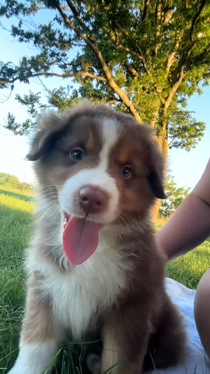 Australian Shepherd dogs for sale: “Riggs” Red Tri Male  - Video 1