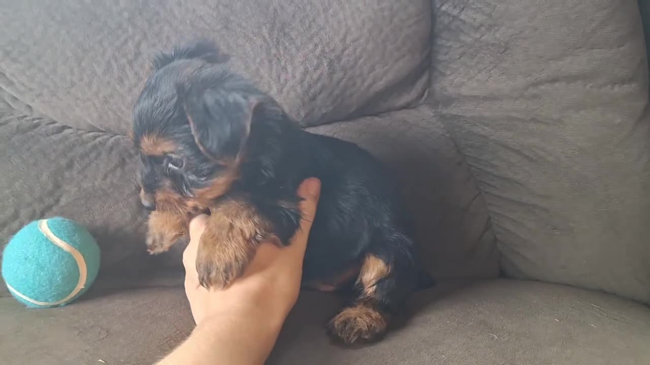 Yorkshire Terrier dogs for sale: Reba - Video 6