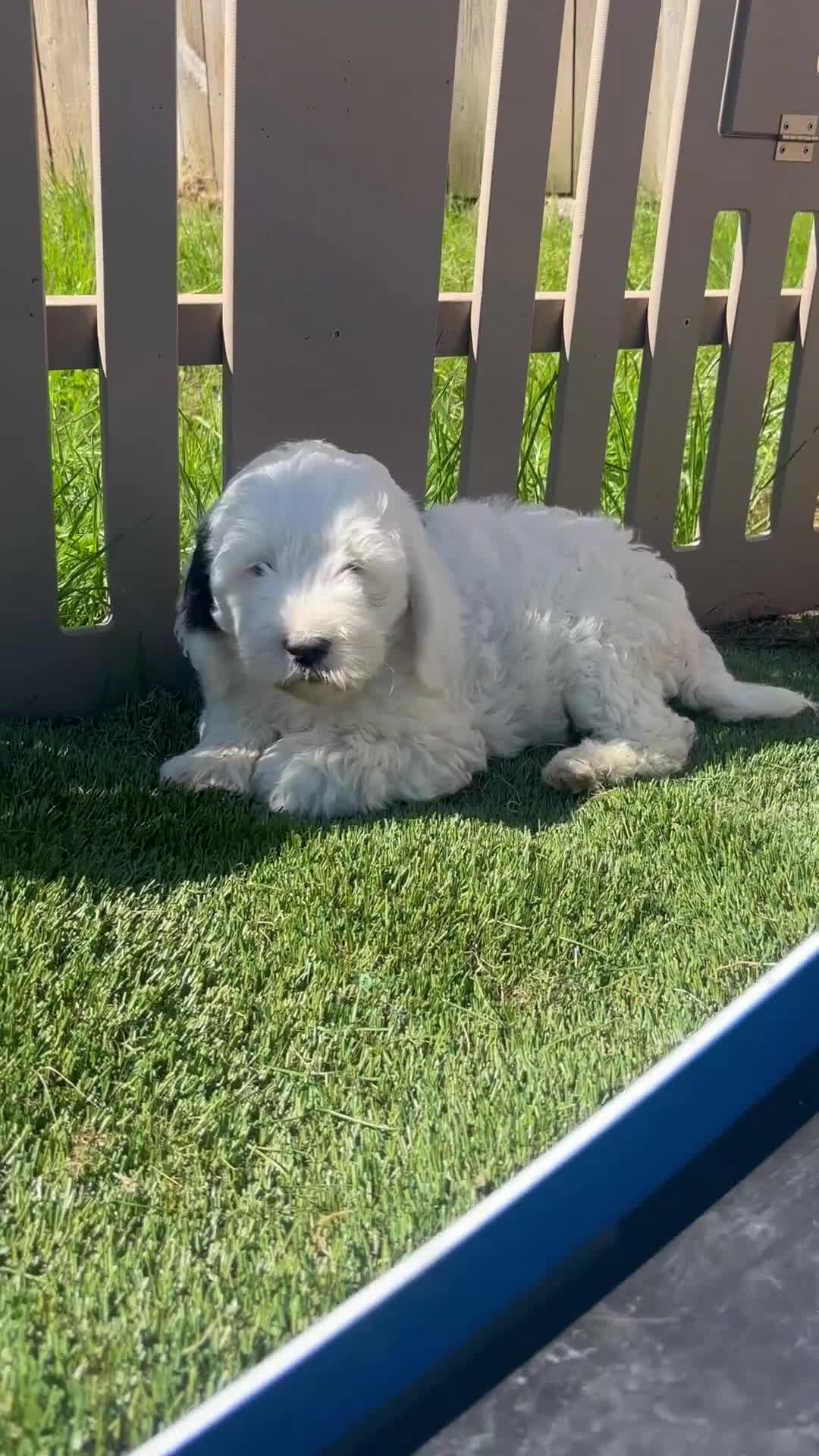 Bernedoodle dogs for sale: Bernie - Video 1