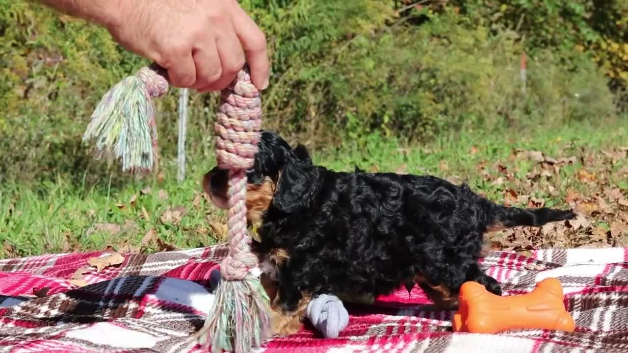 Cavapoo dogs for sale: Dax - Video 1