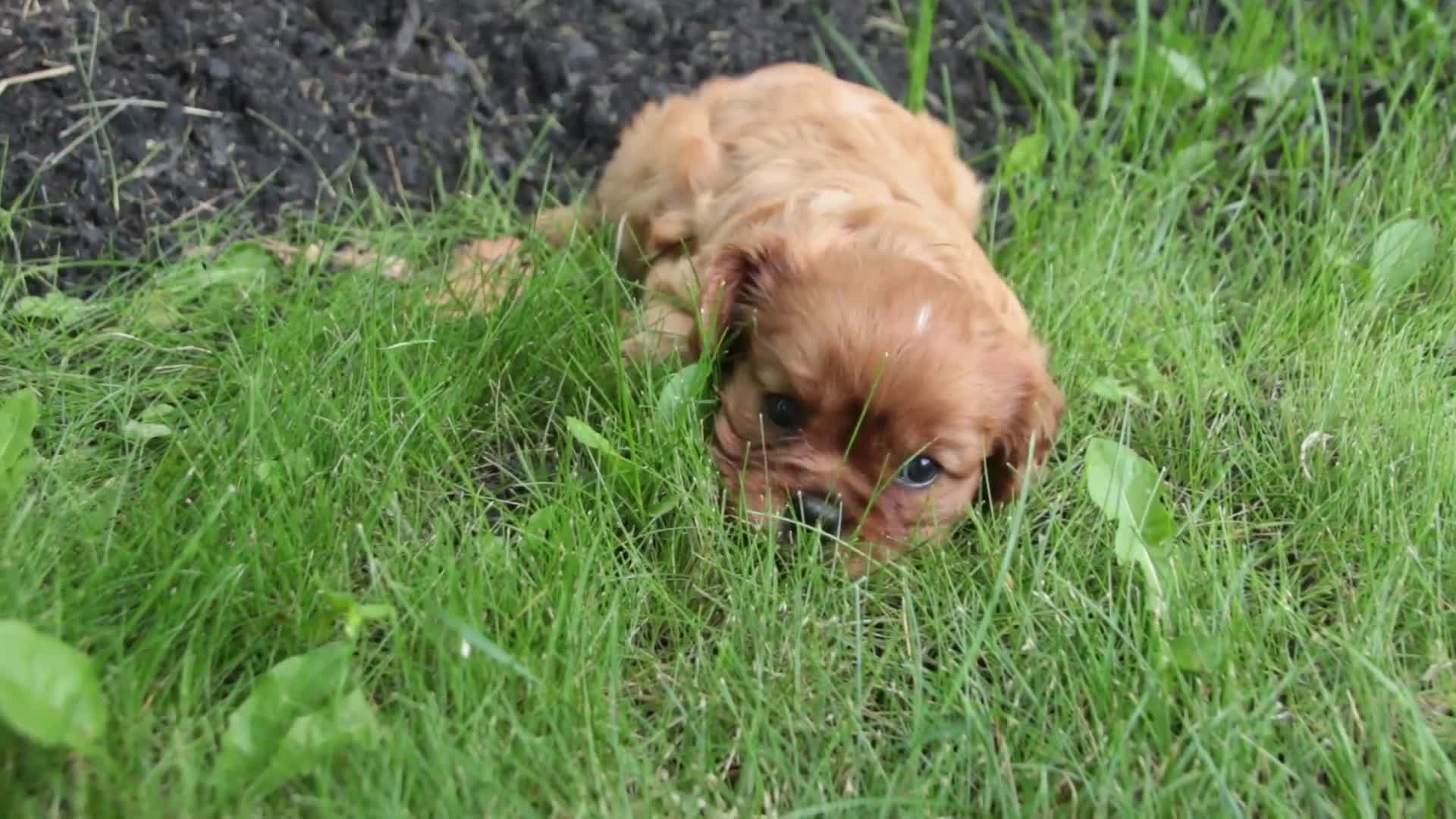 Cavalier King Charles Spaniel dogs for sale: Gemma Cavalier King Charles Spaniel  - Video 1