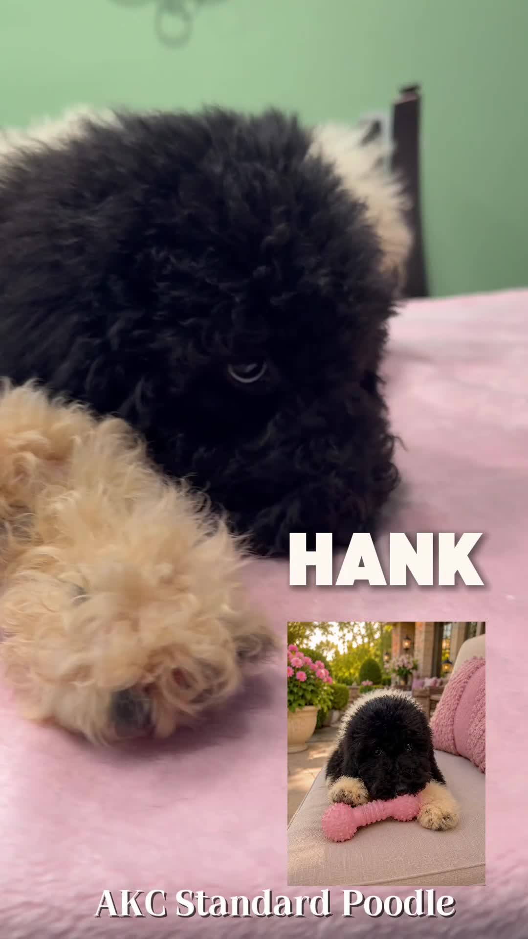 Standard Poodle dogs for sale: Hank  - Video 1