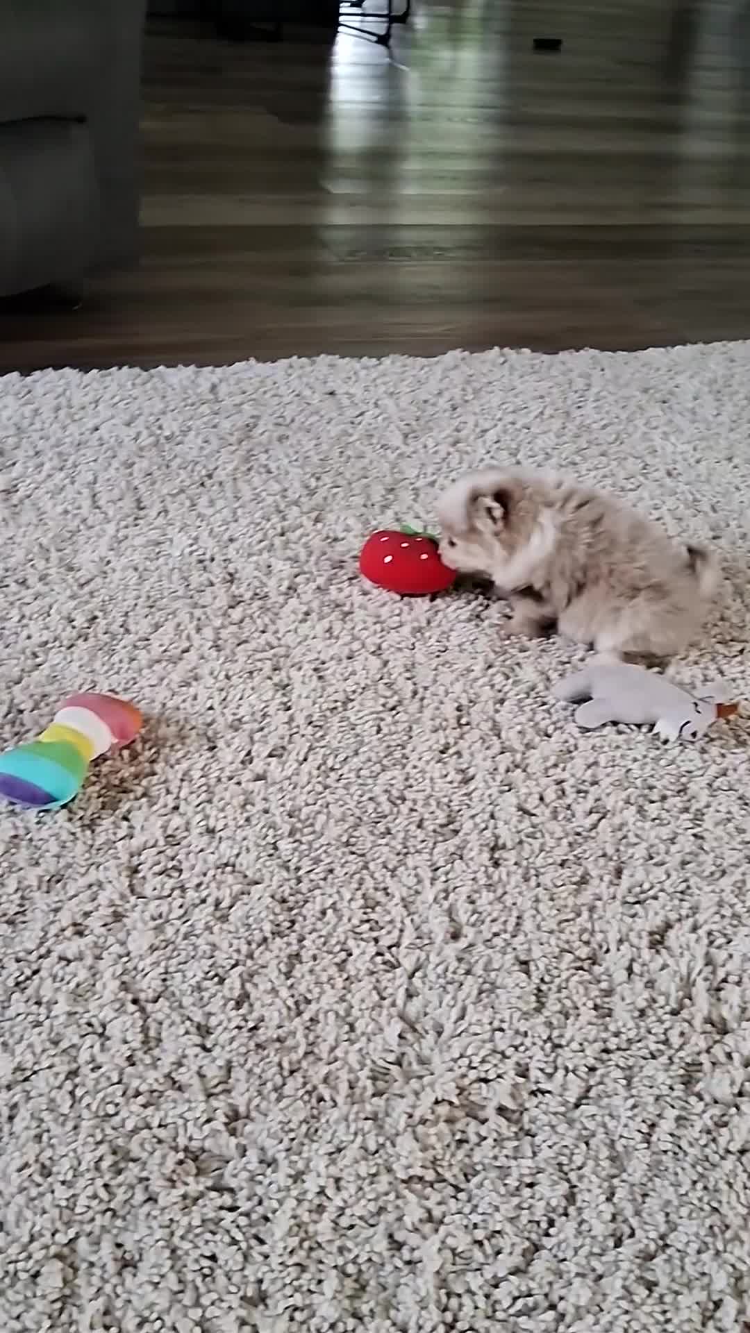 Pomeranian dogs for sale: Raina - Video 1