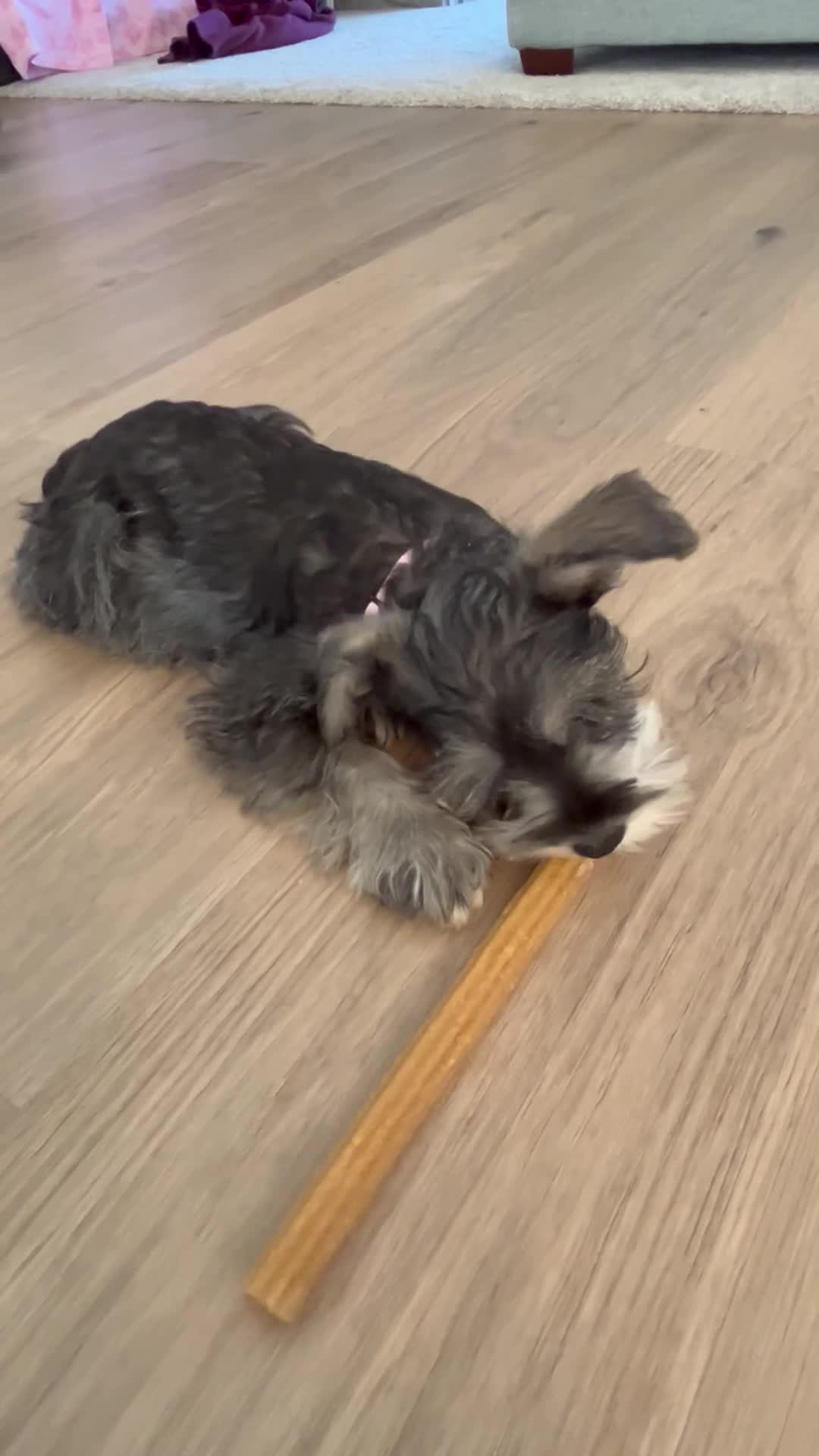 Miniature Schnauzer dogs for sale: Chloe - Video 3