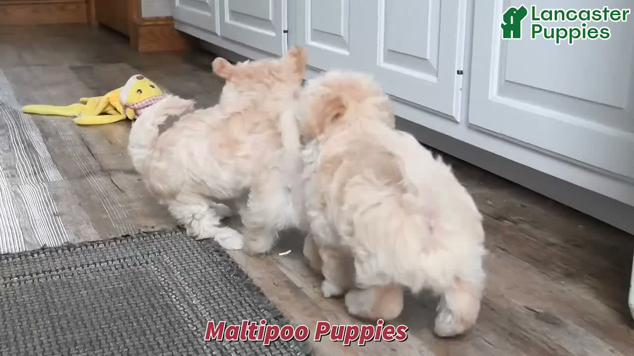 Maltipoo dogs for sale: Bethany - Video 1