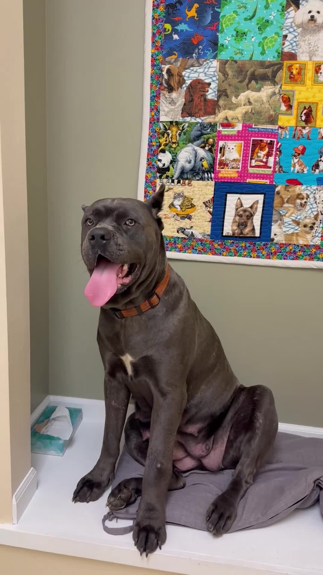 Cane Corso dogs for sale: Cane Corso 3 - Video 2