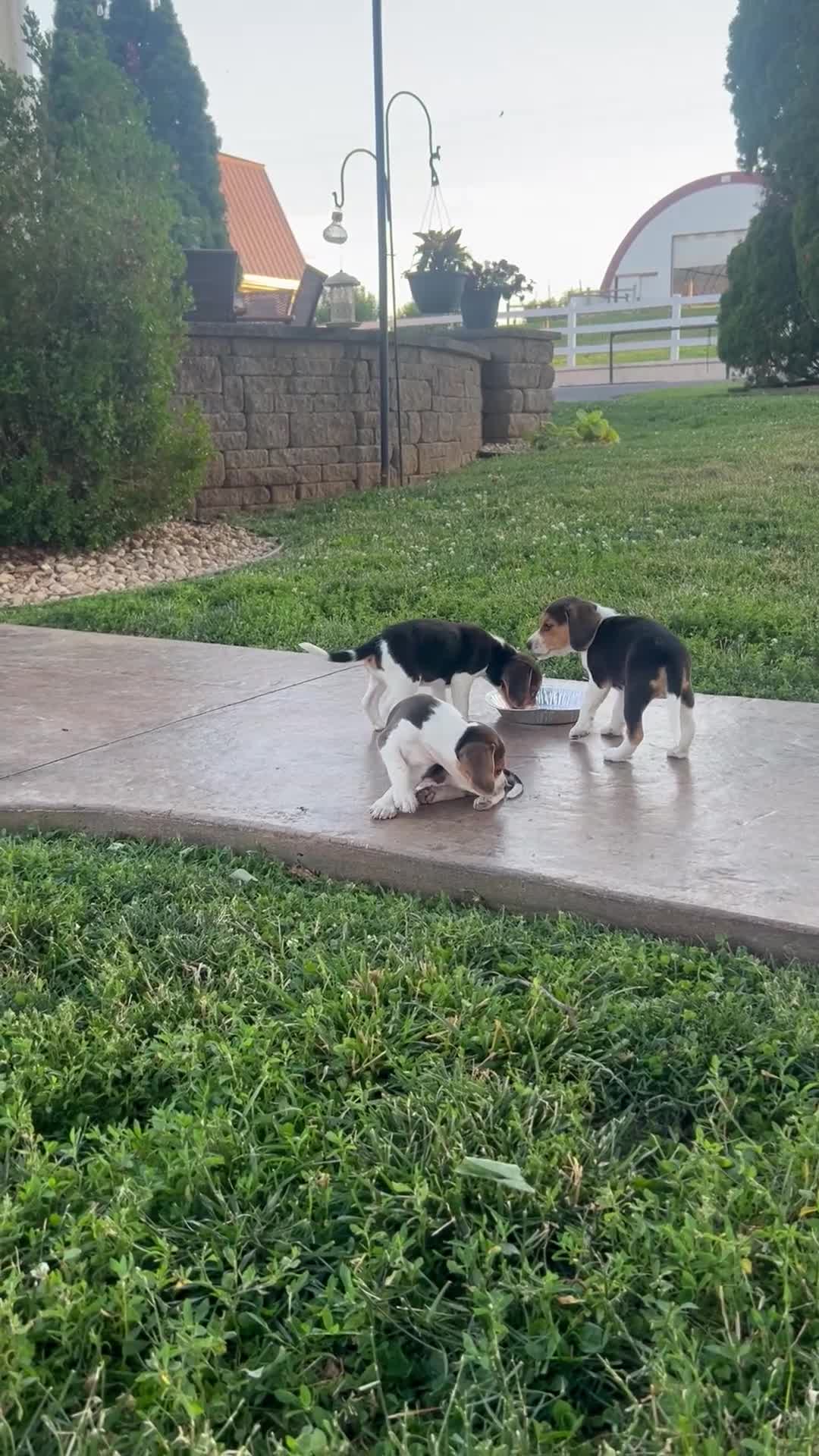 Beagle dogs for sale: Anchor  - Video 1