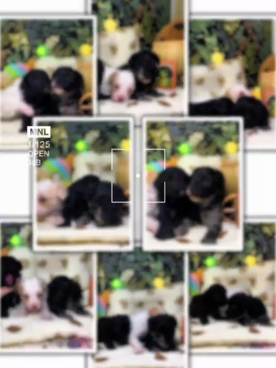 Toy Poodle dogs for sale: Sally - Video 1