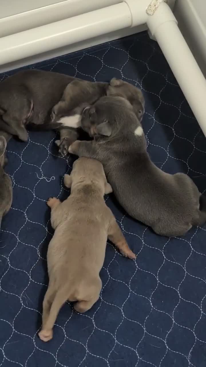 American Bully dogs for sale: American Bully 2 - Video 3