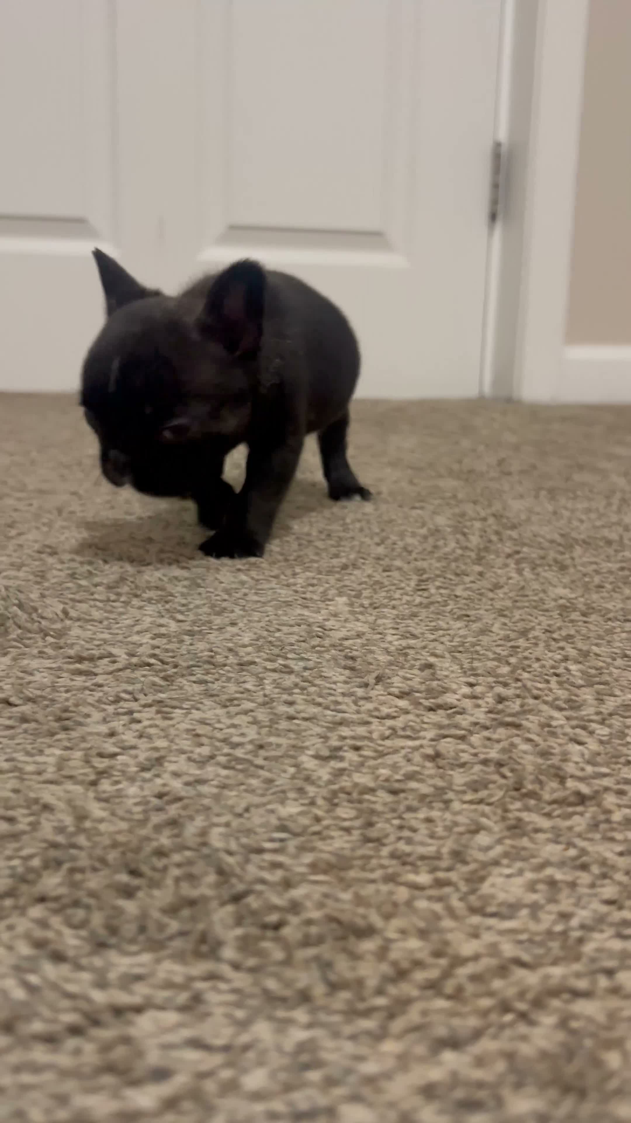 Frenchton dogs for sale: Bear - Video 1