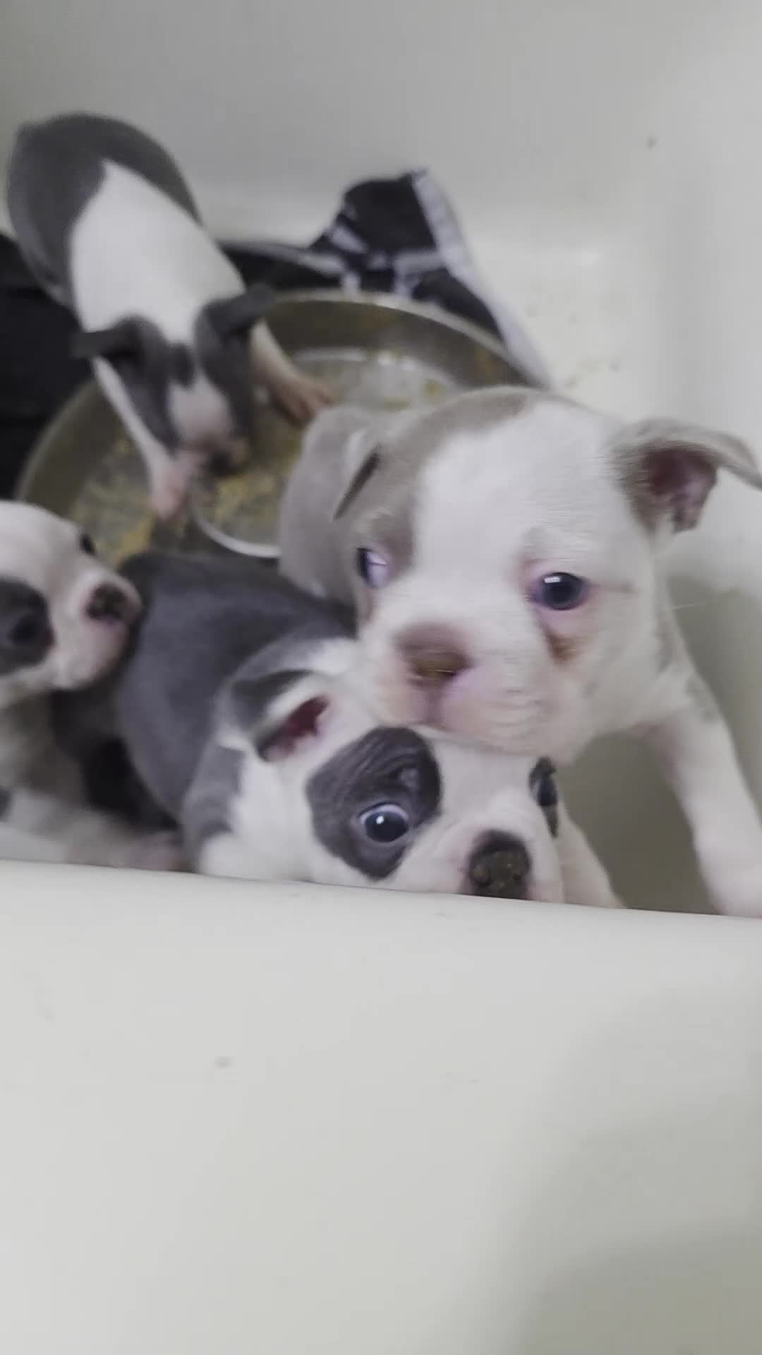 Boston Terrier dogs for sale: Pumpkin - Video 3