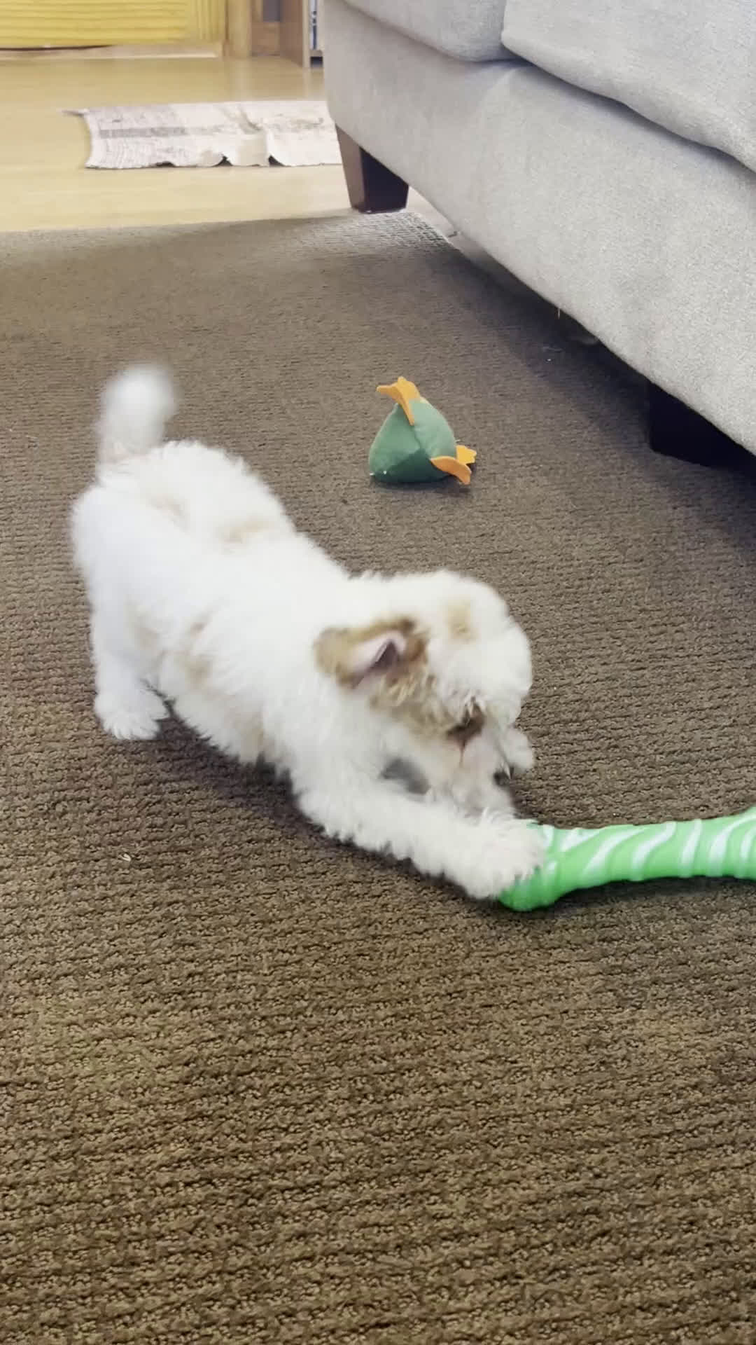 Toy Poodle dogs for sale: Gizmo - Video 1