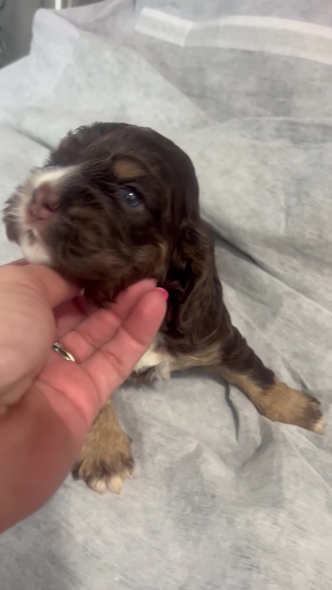 Cocker Spaniel dogs for sale: Cocker Spaniel 1 - Video 1