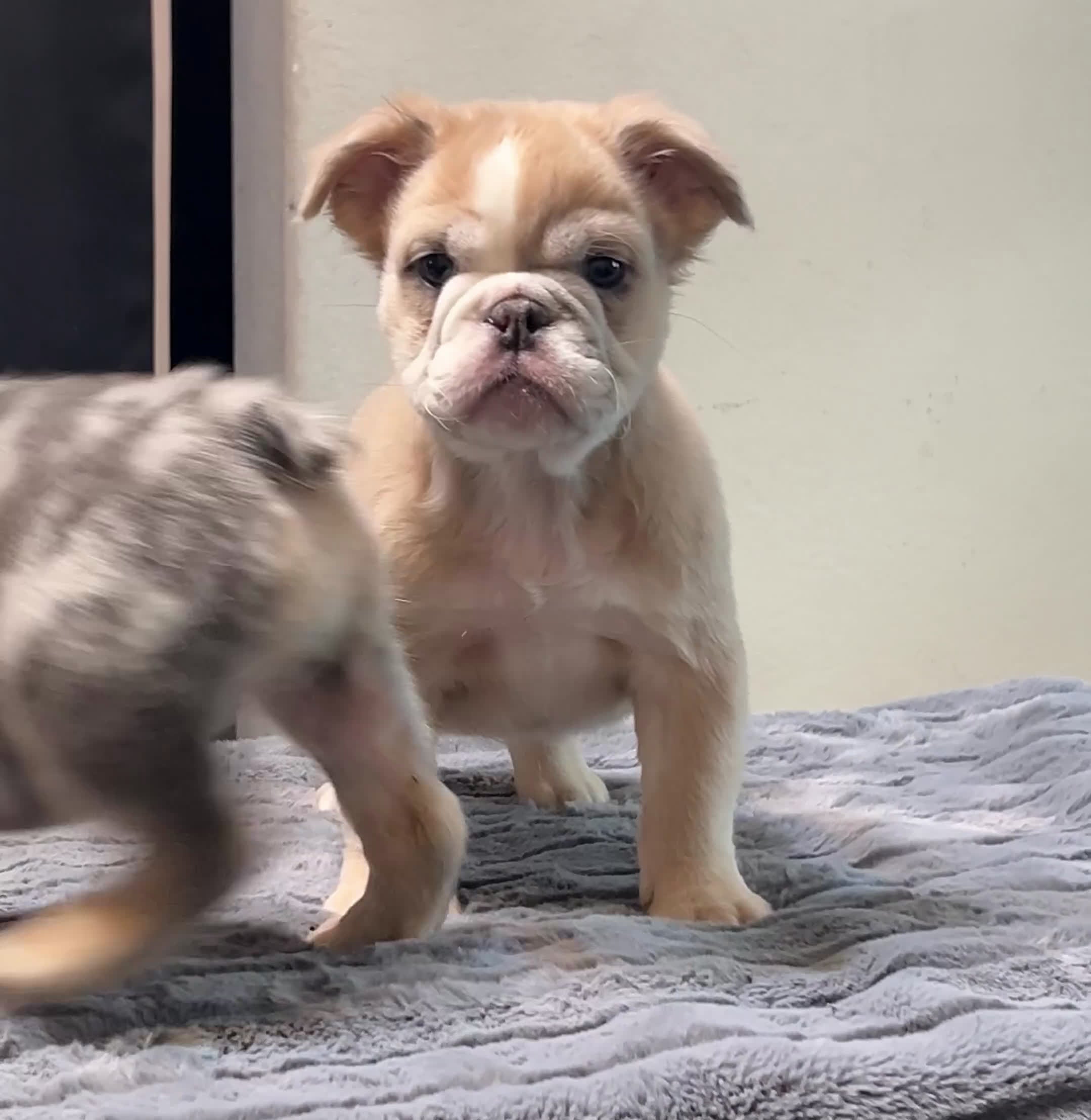 English Bulldog dogs for sale: Jane - Video 1
