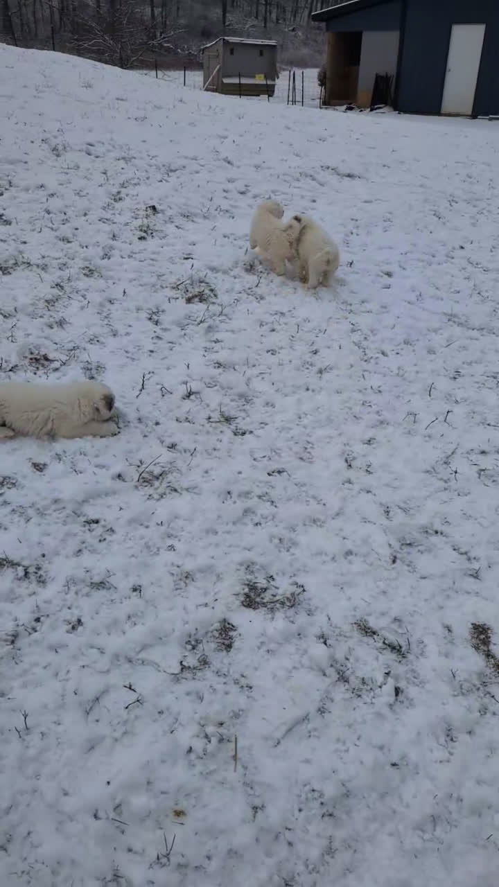 Great Pyrenees dogs for sale: Spot - Video 1