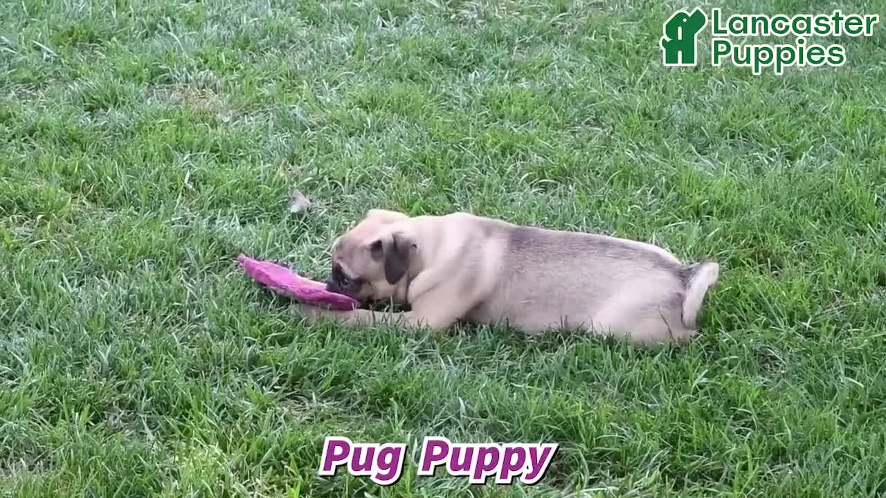 Pug dogs for sale: Conner - Video 1