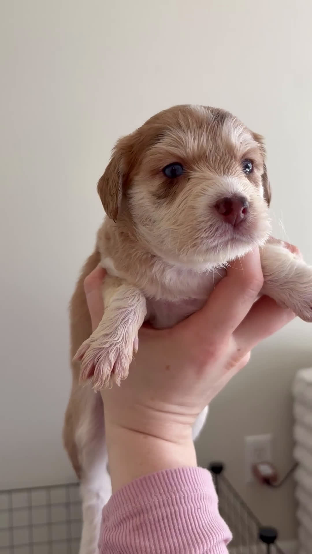 Mixed Breed dogs for sale: Amelie - Video 1