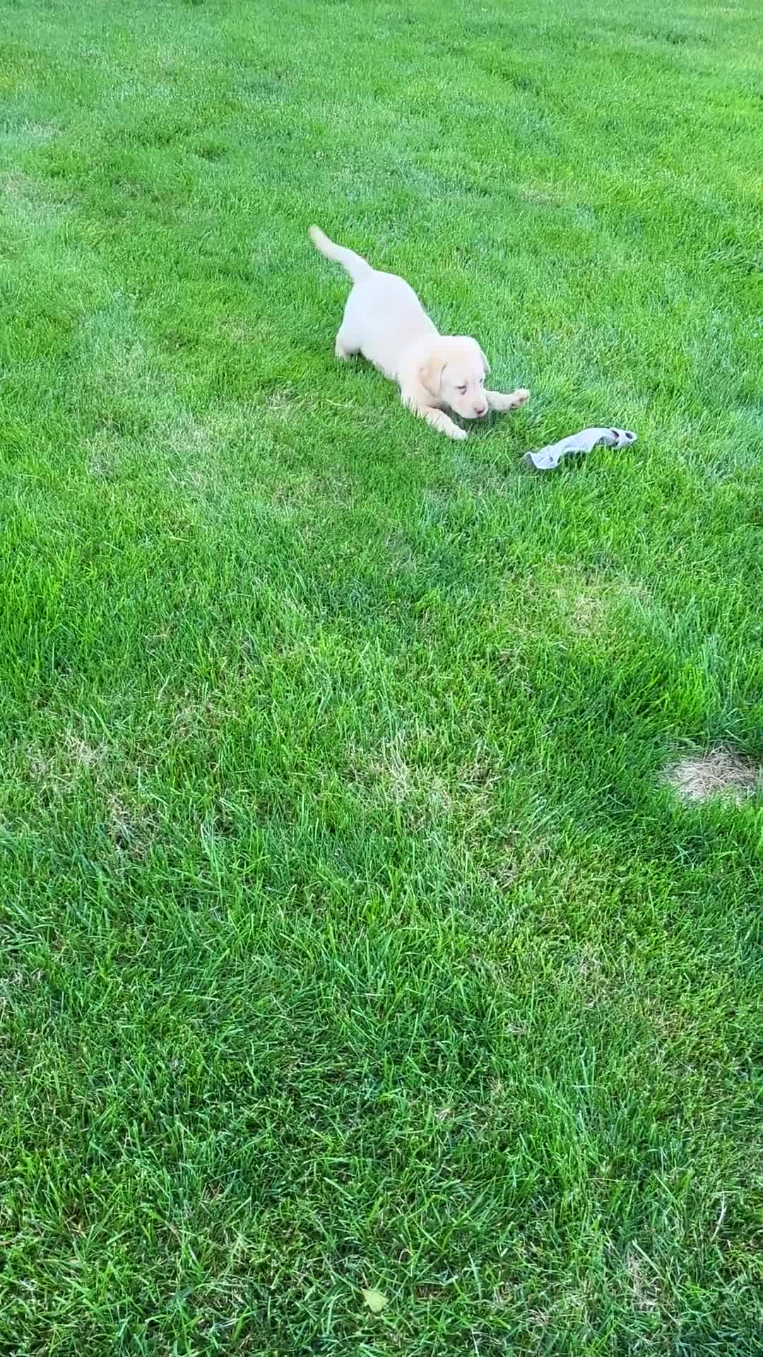 Labrador Retriever dogs for sale: Labrador Retriever Puppy 2Bella - Video 1