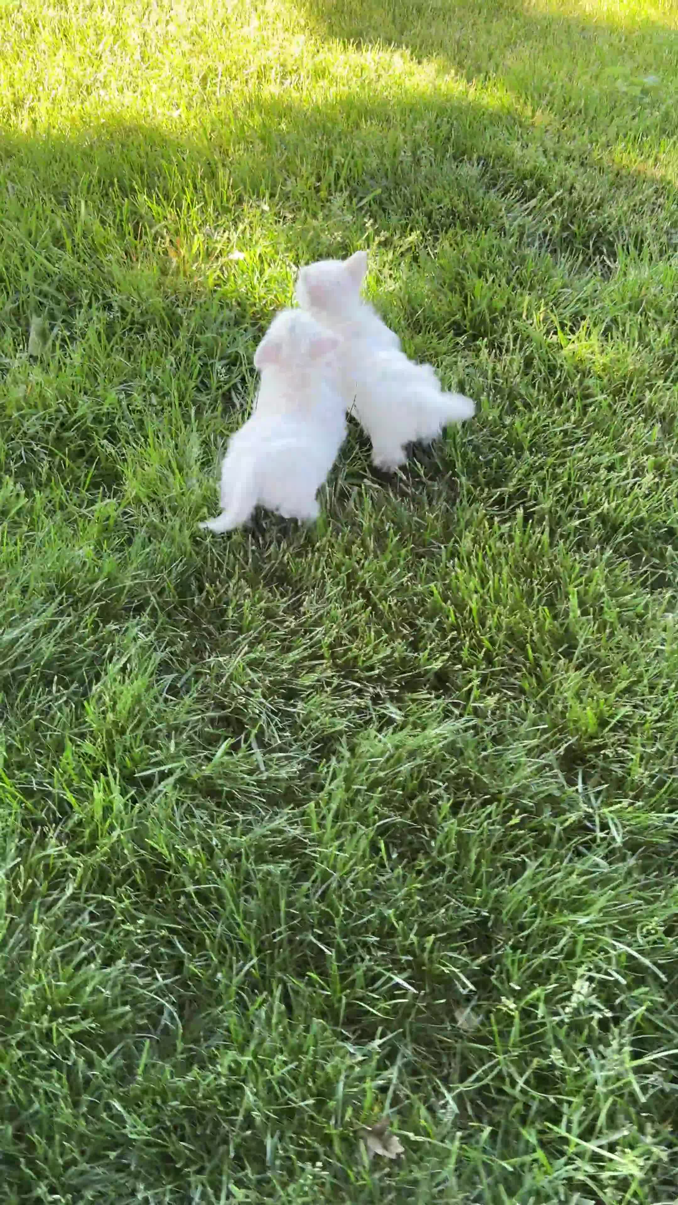 West Highland Terrier dogs for sale: Bentley - Video 1