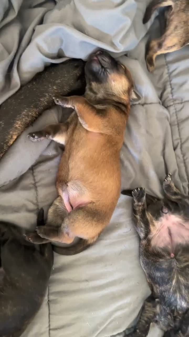 Mixed Breed dogs for sale: Mixed Breed 3 - Video 2