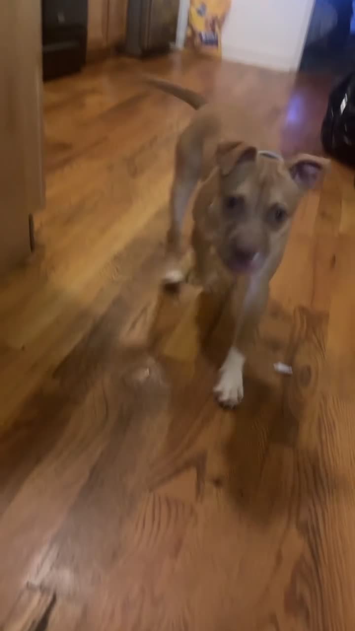 Mixed Breed dogs for sale: Mixed Breed 1 - Video 2