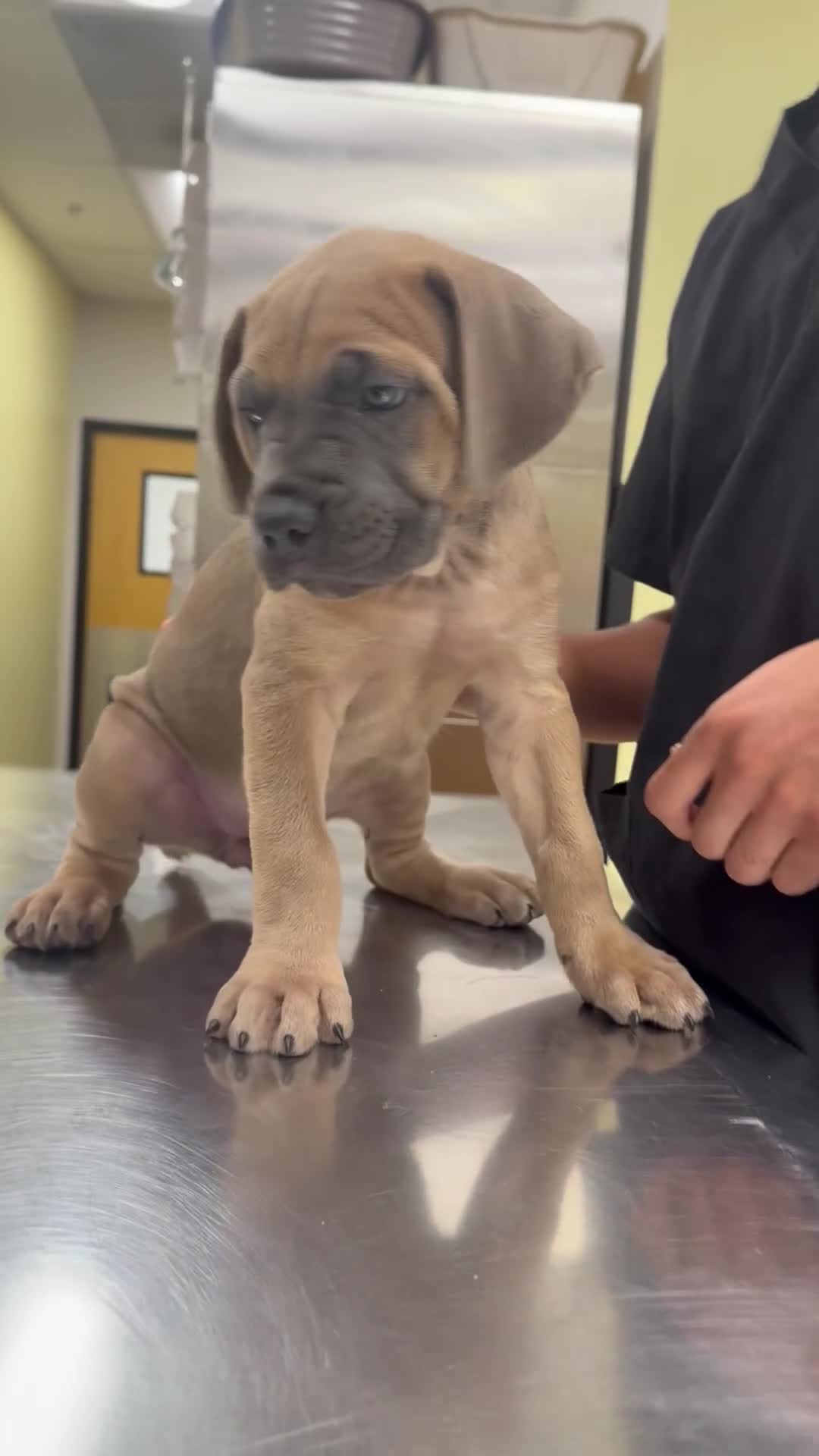 Cane Corso dogs for sale: Cane Corso 4 - Video 1