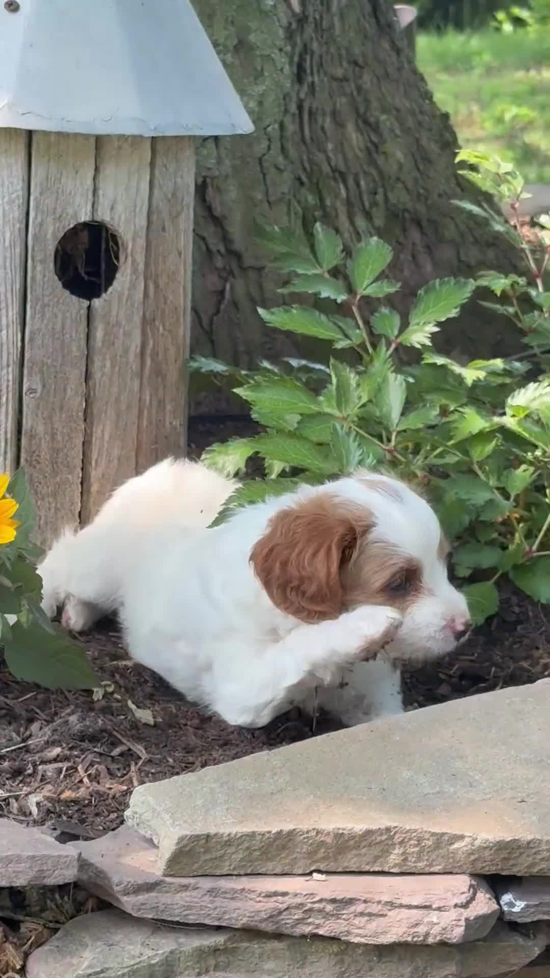 Cavapoo dogs for sale: Casper  - Video 1