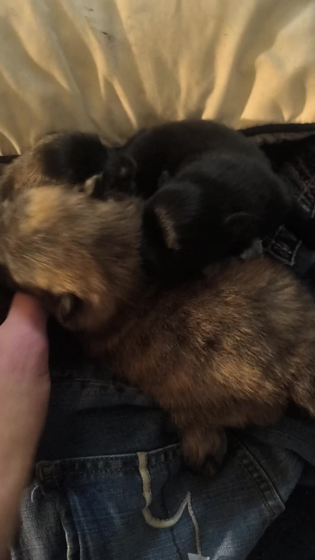 Pomeranian dogs for sale: Pomeranian Puppy 2 - Video 1